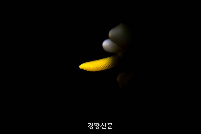 혹고리갯민숭달팽이. 사진가 김호웅 제공