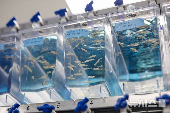 [서울=뉴시스] 제브라피쉬(zebrafish). (사진= 고려대 안산병원 제공)