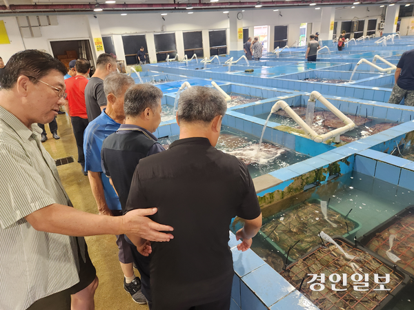 22일 오전 7시 30분께 인천 중구 인천수협 연안위판장에서 중도매인들이 경매 시작 전 상자에 담긴 꽃게들의 상태를 확인하고 있다. 2026.8.22 /유진주기자 yoopearl@kyeongin.com