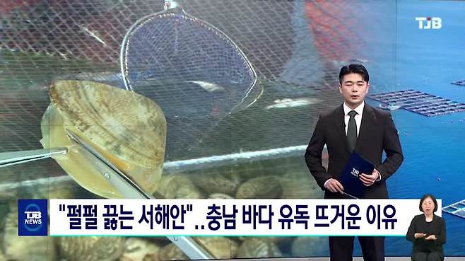 "펄펄 끓는 서해안"..충남 바다 유독 뜨거운 이유