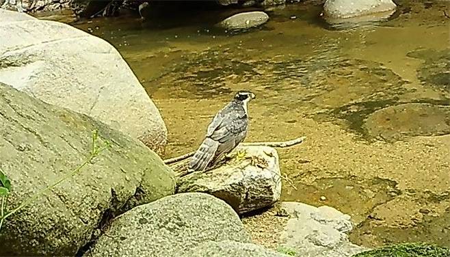 팔공산국립공원 야생동물 복원