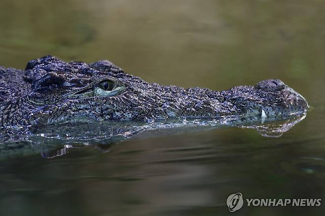 나일악어 [타스=연합뉴스 자료사진. 재판매 및 DB 금지]