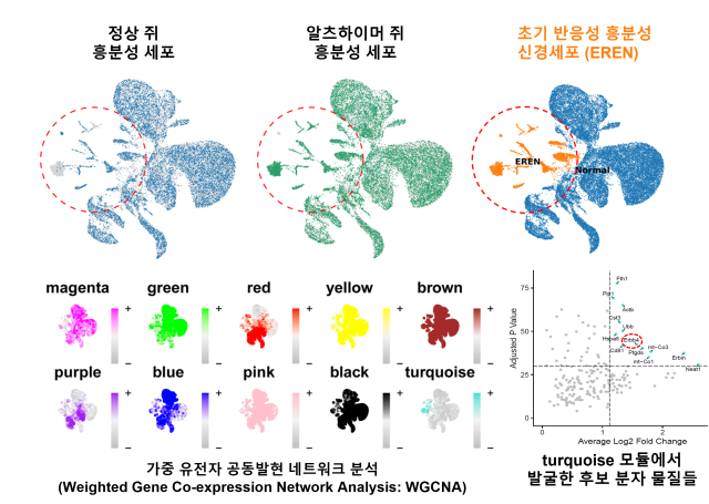 단일핵 RNA 시퀀싱을 통한 초기 반응성 흥분성 신경세포(EREN)의 발견. 그래프=IBS