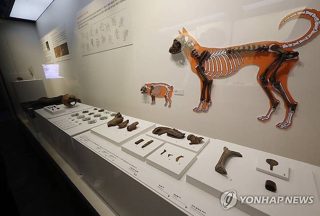 1600년 전 백제인이 쓴 생활유물 (충주=연합뉴스) 천경환 기자 = 1일 충북 충주시 장미산성에서 출토된 백제 시대 유물들이 전시된 충주 국립중원문화유산연구소 전시관 모습. 2026.9.1 kw@yna.co.kr