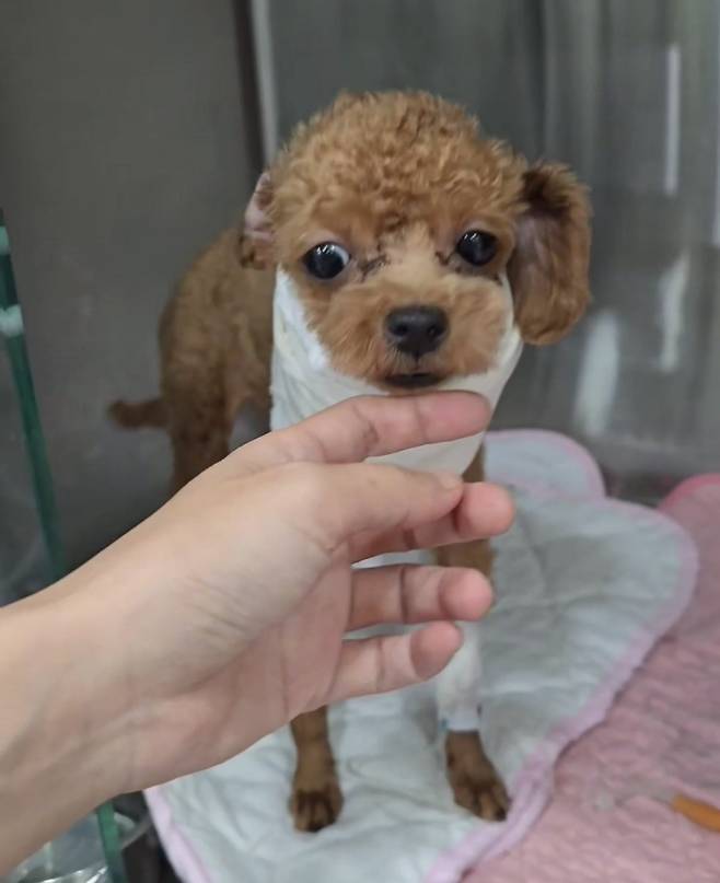 번식장에서 구조됐지만 서울의 한 동물병원에서 중성화 수술 후 1년 뒤 목숨을 잃은 푸들 '민희'/사진=독자 제공