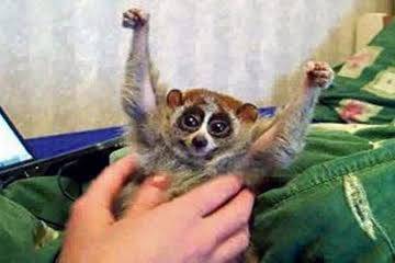 ‘간지럼 타는 로리스(Tickling Slow Loris)’ 영상.[IAR 제공]