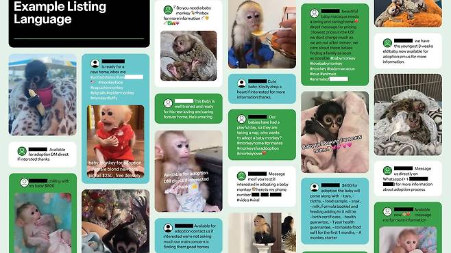 소셜 미디어에서 판매되는 영장류 목록의 예시.[WWF 제공]