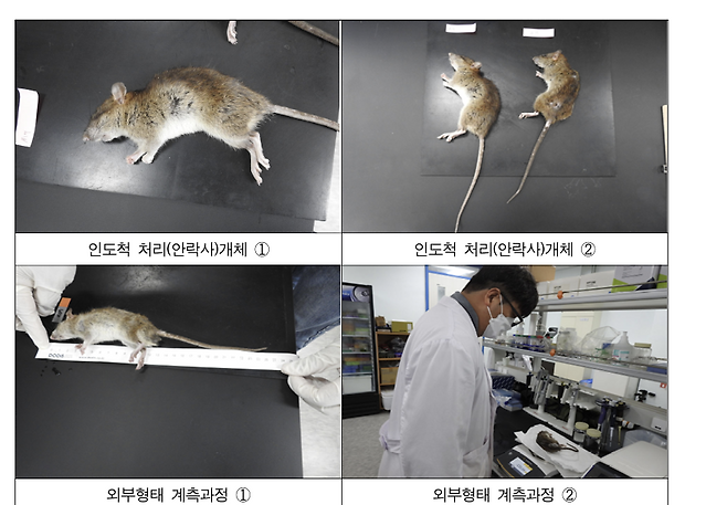 마라도에서 포획된 뒤 안락사된 집쥐의 모습. '2024 마라도천연보호구역 내 위해생물 방제 사업' 최종 보고서 캡처