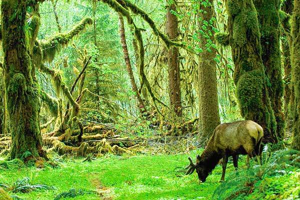호 우림Hoh rain forest의 루즈벨트 엘크. 호 우림은 미국에서 강수량이 가장 많은 곳에 있는 울창한 숲이다. 나무의 숲이면서 이끼와 양치식물의 숲이다. 이끼는 뿌리 없이 온몸으로 습기를 빨아들인다. 사진 타스카