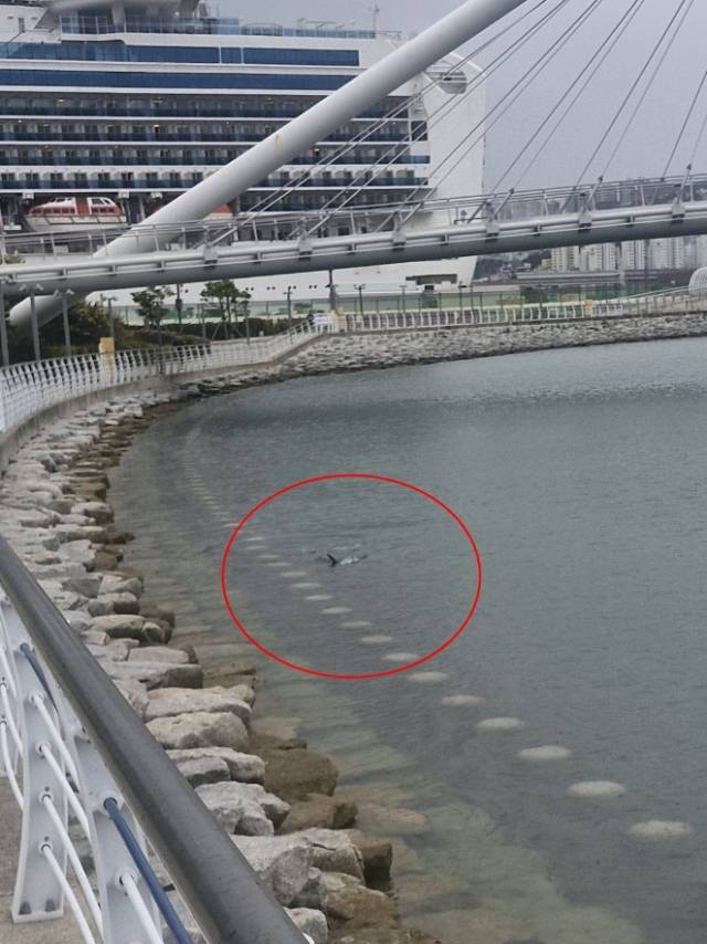 18일 오전 9시께 부산 동구 북항 친수공원에 살아있는 상어가 출현했다는 행인 신고가 접수됐다. 부산해양경찰서 제공