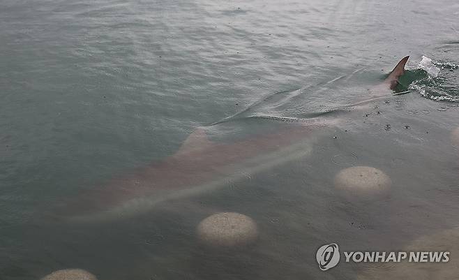 부산 도심 친수공원서 상어 출몰 (부산=연합뉴스) 박성제 기자 = 18일 부산 동구 북항 친수공원 수로에서 3∼4ｍ 크기의 무태상어가 헤엄치고 있다. 신고받은 해경은 현장에 연안구조정 등을 투입하고 소방당국, 국립수산과학원과 함께 외해 쪽으로 상어를 유도하는 중이다. 2026.9.18 psj19@yna.co.kr