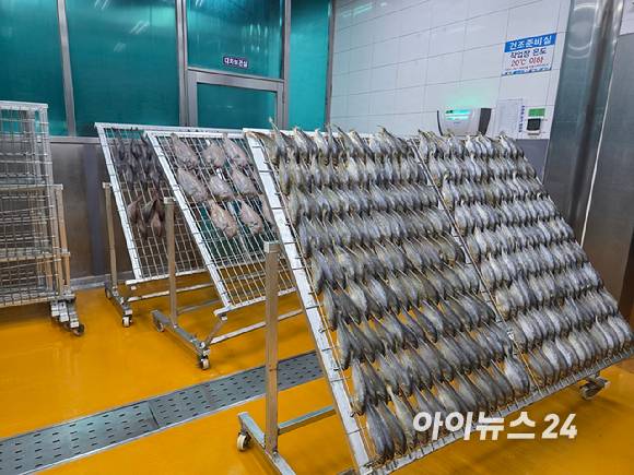 건조 중인 부세조기. [사진=구서윤 기자]