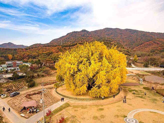 원주 반계리 은행나무 [한국관광공사 제공]