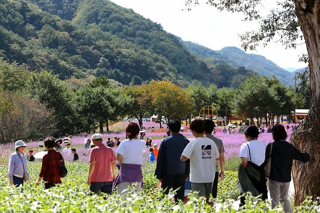 추석 연휴이자 토요일인 26일 강원 인제군 북면 용대관광지 일원에서 열린 '2026 인제 가을꽃축제'를 찾은 방문객들이 형형색색의 가을꽃을 감상하며 축제를 즐기고 있다. /사진=뉴스1