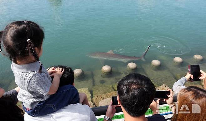 [부산=뉴시스] 하경민 기자 = 20일 부산 동구 북항 친수공원 수로에서 시민들이 유영하는 상어를 지켜보고 있다.  지난 18일부터 사흘째 출몰 중인 이 상어는 갈색 외형에 약 3.5m 크기이며, 국립수산과학원은 '무태상어'로 추정했다. 2026.09.20. yulnetphoto@newsis.com