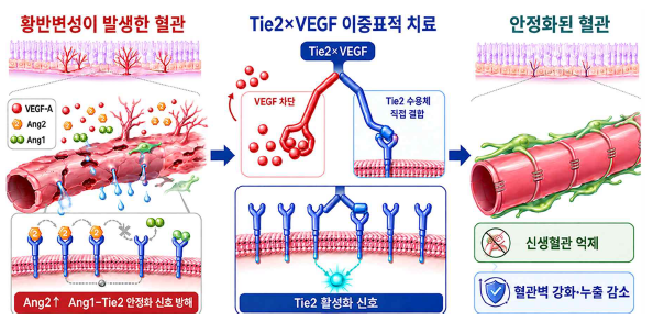 The mechanism by which VEGF and angiopoietin-2 (Ang2) promote neovascularization and vascular instability in blood vessels affected by macular degeneration (left), and how IGT-427 (MK-8748) stabilizes blood vessels by inhibiting VEGF and directly activating TIE2. (Source=Ingenia Therapeutics)