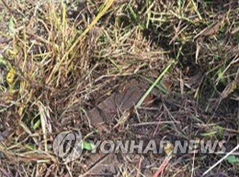 DMZ 3일차 현장조사, 북한 수지 반보병지뢰 1발 발견 (서울=연합뉴스) 우리 군과 유엔군사령부가 29일 실시한 비무장지대(DMZ) 지뢰 폭발 관련 3일차 현장조사에서 북한의 수지(플라스틱) 반보병지뢰 1발이 발견됐다고 합동참모본부(합참)가 언론 공지를 통해 밝혔다. 이 지뢰는 지난 21일 폭발 상황 당시 작전 참가 장병들이 목격했다고 진술한 지뢰와는 다른 지뢰인 것으로 평가돼 주목된다. 사진은 이날 현장조사팀이 발견한 지뢰. 2026.9.29 [합동참모본부 제공. 재판매 및 DB 금지] photo@yna.co.kr