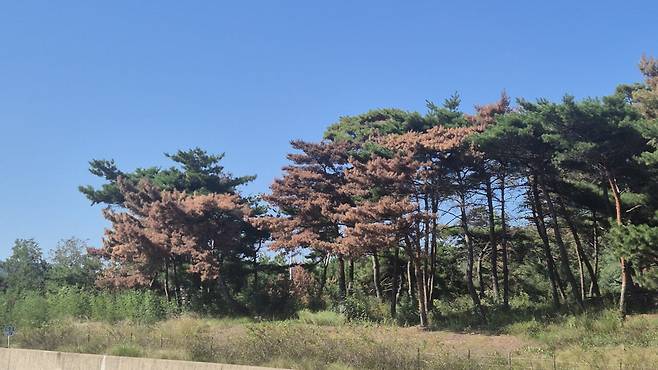 경주 감포에서 포항 호미곶으로 올라가는 7번 국도를 따라가면 소나무재선충으로 고사되고 있는 나무들이 곳곳에서 발견되고 있다.(사진=홍석천 기자)