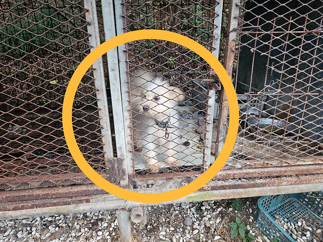 지난 29일 전남 강진 한 개농장 풍경. 글로벌 동물보호단체 한국 휴메인 월드 포 애니멀즈는 이날 개농장에서 70여마리의 개를 구조했다. 김광우 기자.