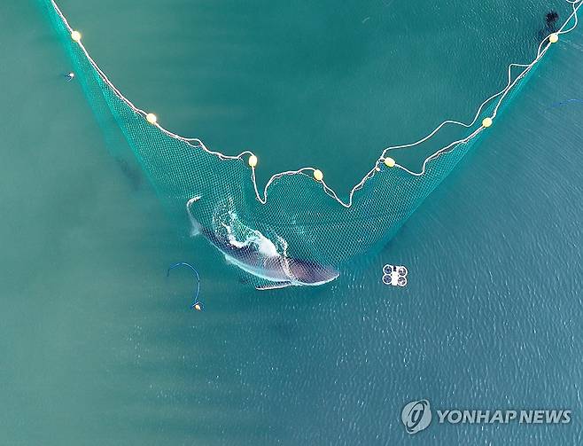 부캉이 구조작전 (부산=연합뉴스) 손형주 기자 = 2일 부산 동구 북항친수공원에서 대형 그물을 활용해 상어(부캉이) 구조작업이 진행되고 있다. 2026.10.2 handbrother@yna.co.kr
