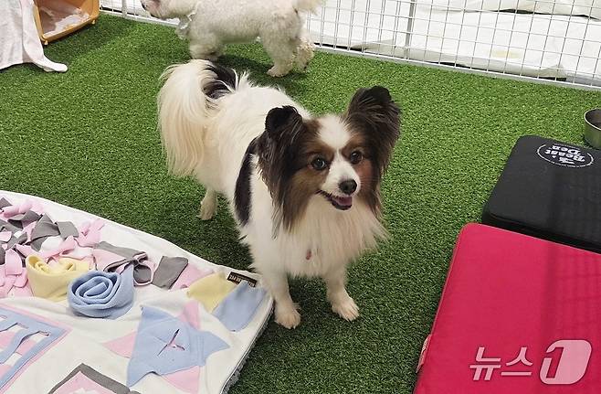 서울 성수동에서 열리는 동물보호의 날 기념 팝업 스토어 '오늘은 1004'에서 가족을 찾고 있는 '냄비' ⓒ 뉴스1 한송아 기자