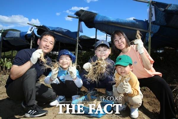 제44회 금산세계인삼축제 연계 행사인 인삼캐기체험행사에 참여한 한 일가족이 인삼을 캐고 즐거워하는 모습. /금산군