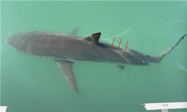 [부산=뉴시스] '부캉이' 융기선 식별. (사진=국립수산과학원 제공) 2026.10.06. photo@newsis.com *재판매 및 DB 금지