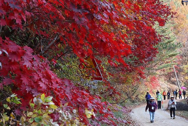 15일 강원 양구군 두타연 일원에서 열린 '금강산 가는 길 걷기' 행사에서 참가자들이 단풍 곱게 물든 길을 걸으며 가을을 즐기고 있다. 연합뉴