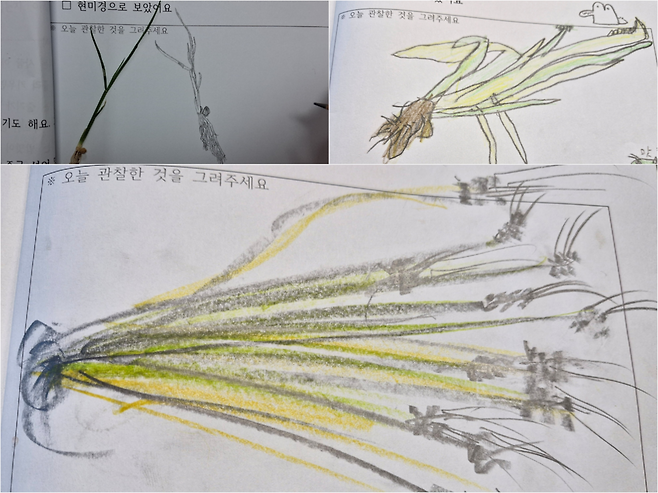 아이들이 관찰한 벼 자람새. 이완 제공