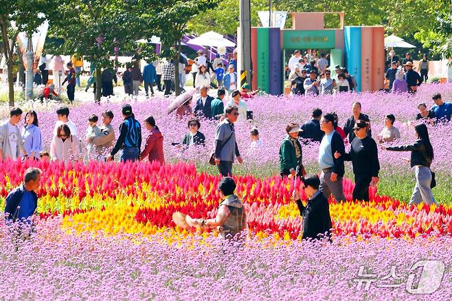 강원 인제군 북면 용대관광지 일원에서 '2026 인제 가을꽃축제'가 열리고 있다. 이 축제는 이달 18일까지 이어진다. (뉴스1 자료사진)