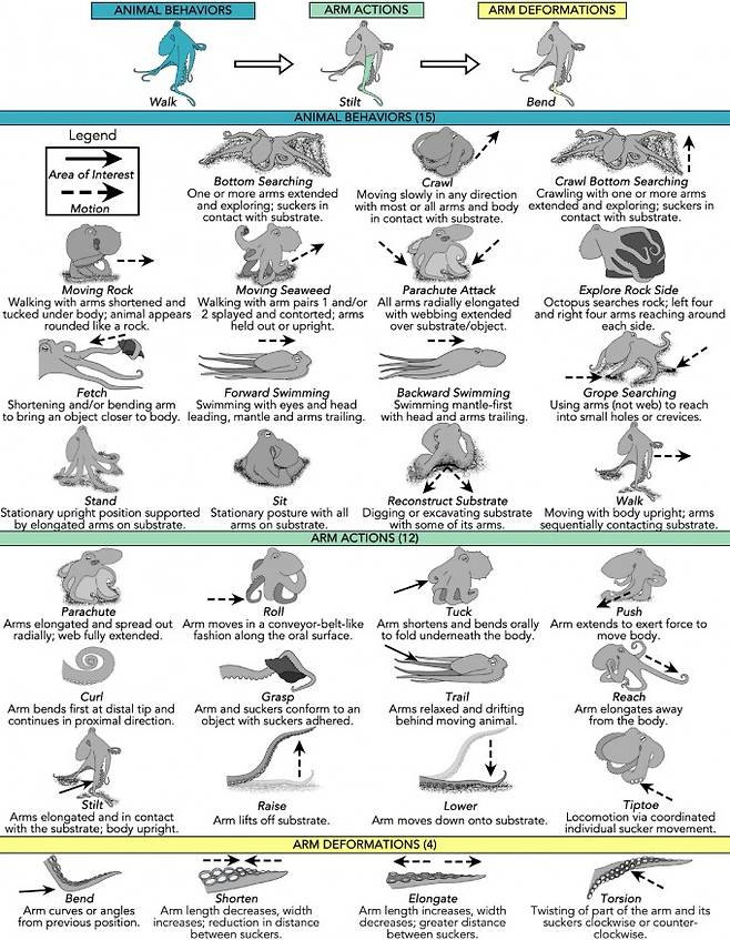 문어의 행동 15가지와 팔 움직임 12가지, 팔의 작동방식 4가지를 묘사한 그림. Bennice et al.(2025)/Scientific Reports 제공