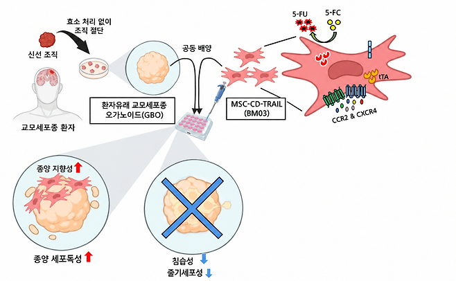 환자유래 교모세포종 오가노이드 연구 도식 / 사진제공= 성빈센트병원