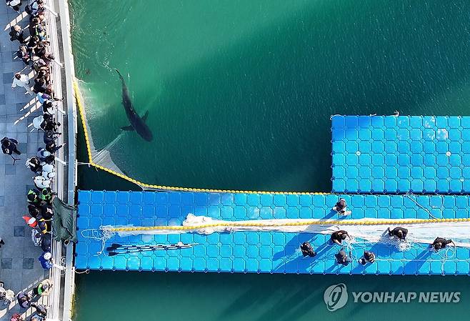 부캉이 3차 외해 유도작업 (부산=연합뉴스) 손형주 기자 = 21일 부산 동구 북항 친수공원 인공수로에서 흑상어 '부캉이'를 바다로 돌려보내기 위한 3차 외해 유도 작업이 진행되고 있다. 당국이 외해로 유도하기 위해 설치한 '폰툰'과 그물 등 장비 사이로 유영하는 부캉이를 시민들이 바라보고 있다. 2026.10.21 handbrother@yna.co.kr