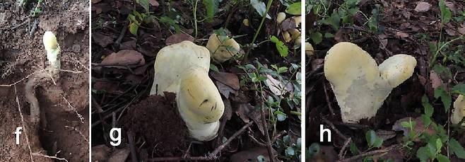 [프런티어스 균류생물학(Frontiers in Fungal Biology)]
