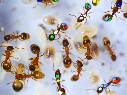 개미 집단의 활동성 및 역할 분담 상황 관찰을 위해 몸에 색깔을 칠한 연구용 개미. (사진=Daniel Charbonneau)