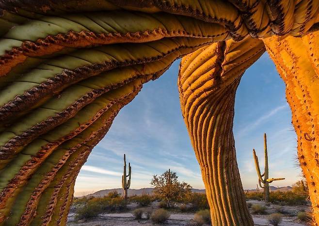 비틀어진 사와로 선인장 (Saguaro twist by Jack Dykinga, US) - Jack Dykinga(미국)/2017 Wildlife Photographer of the Year