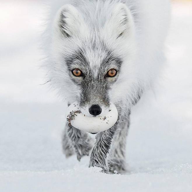 북극 보물 (Arctic treasure) - Sergey Gorshkov(러시아)/2017 Wildlife Photographer of the Year