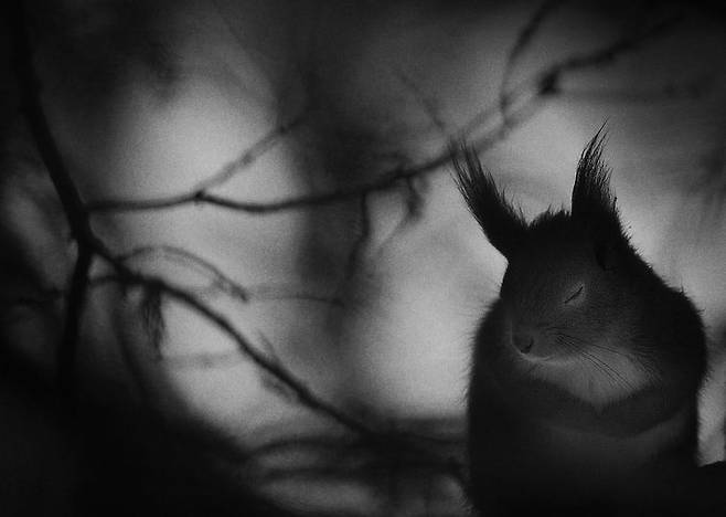 잠시 멈춘 겨울 (Winter Pause) - Mats Andersson(스웨덴)/2017 Wildlife Photographer of the Year