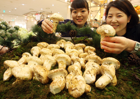 미국산 송이버섯이 서울 신세계 백화점 본점 매장에서 판매 중이다. [중앙포토]