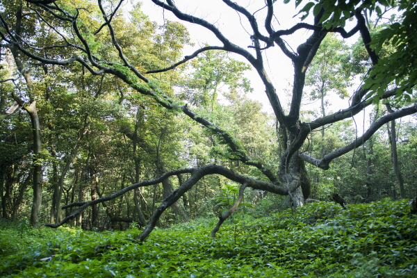 반월도 당숲은 국가산림문화자산으로 지정될 정도로 그 가치를 인정받고 있다. ⓒMK스타일