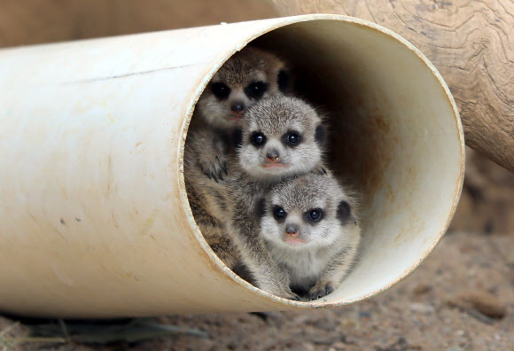 21일(현지시간) 캔버라 국립 동물원에서 공개한 미어캣 새끼 세마리가 은신처에 숨어 얼굴만 내밀고 있다. AFP 연합뉴스