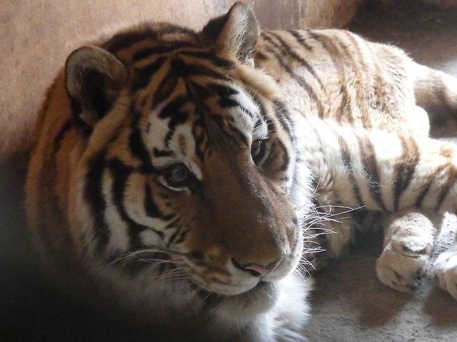 지난 3월 동물원에서 같이 사는 호랑이에게 공격을 받고 그 상처가 악화돼 패혈증으로 폐사한 시베리아호랑이 뒹굴이의 생전 모습. 독자 제공
