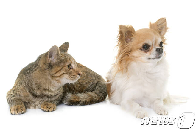 개와 고양이.(사진 이미지투데이)© News1