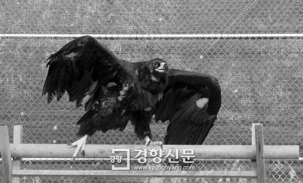 골절된 날개가 굳어 날지 못하는 독수리가 계류장에 앉아 있다. /강윤중 기자