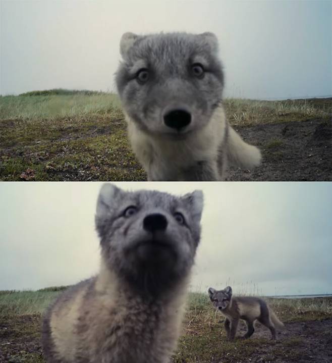 유튜브 영상 캡처. Nature on PBS. 유튜브 영상 캡처. Nature on PBS.