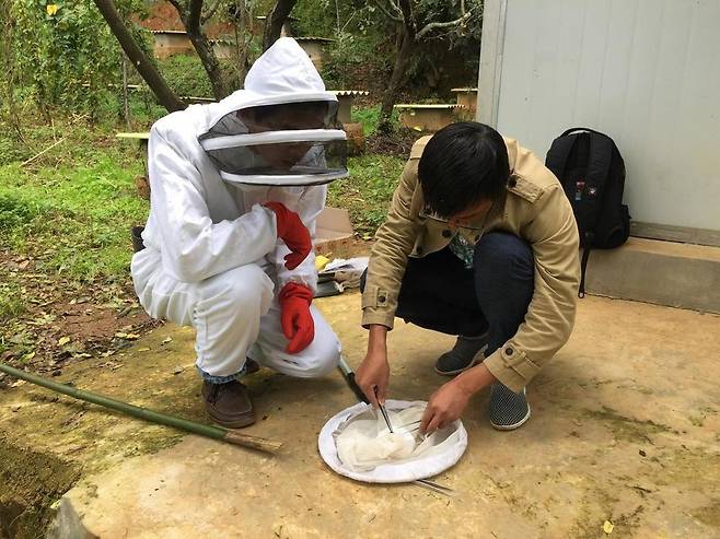 핑 원(왼쪽) 등 중국 연구자들이 등검은말벌을 대상으로 실험하고 있는 모습. 제임스 니에 제공.