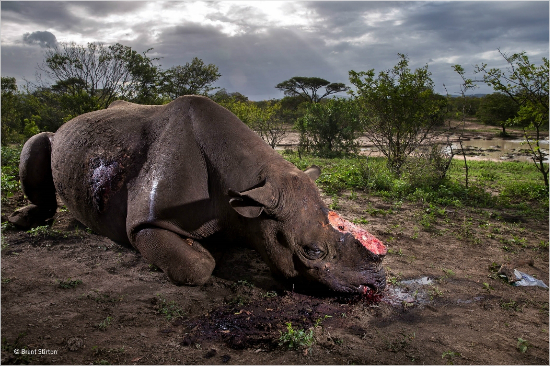 Wildlife Photographer of the Year 2017 Grand title winner / Brent Stirton, South Africa