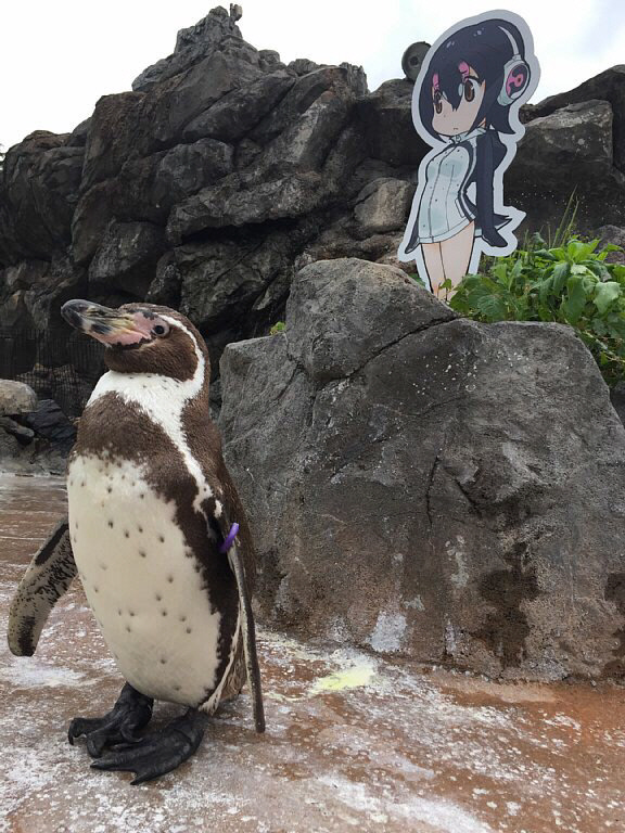 ‘오타쿠 펭귄’으로 유명세를 탄 일본 사이타마현 도부 동물원의 홈불트 펭귄 ‘그레이프’가 20살 나이로 11일 사망했다고 동물원 측이 밝혔다. | 도부 동물원 트위터