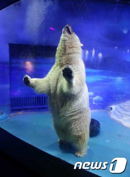 중국 광저우의 한 쇼핑센터에 있는 그랜드뷰 아쿠아리움에 살고 있던 북극곰 ‘피자’.(사진 애니멀 아시아 파운데이션 제공)© News1