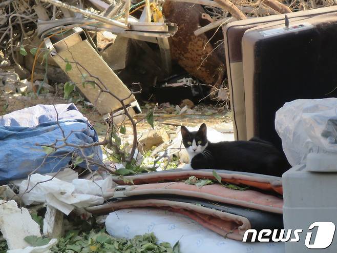22일 오후 인천시 부평구 부개동 한 재개발지역 현장에서 발견된 길고양이.© News1